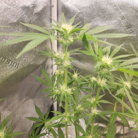 Sour Patch Kiss growlog timeline photo