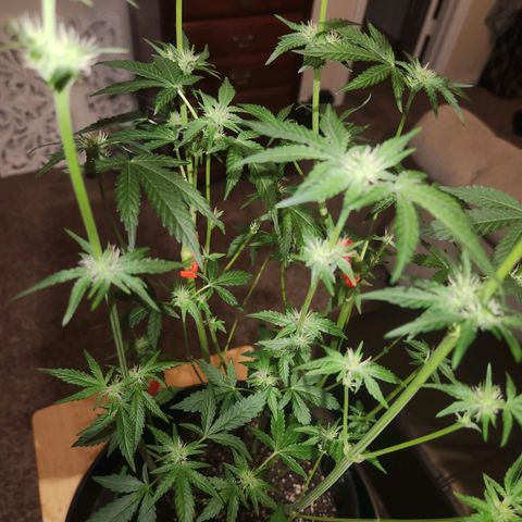 Gorilla Runtz growlog timeline photo