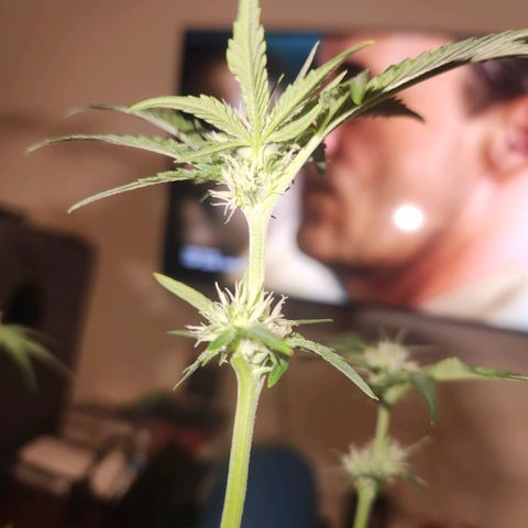Gorilla Runtz growlog timeline photo