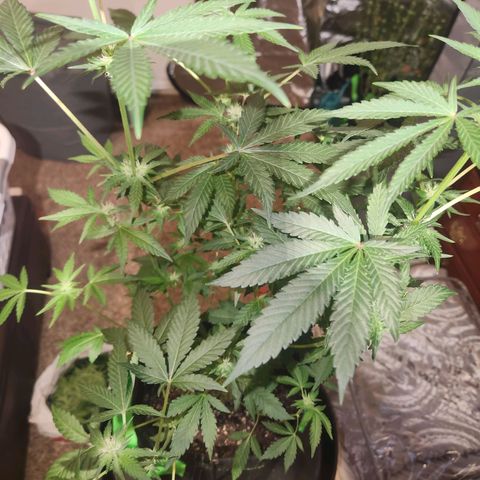 Gorilla Runtz growlog timeline photo