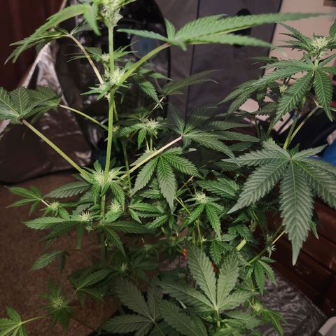 Gorilla Runtz growlog timeline photo