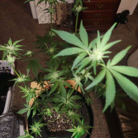Gorilla Runtz growlog timeline photo