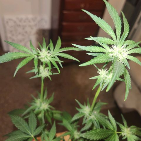 Gorilla Runtz growlog timeline photo