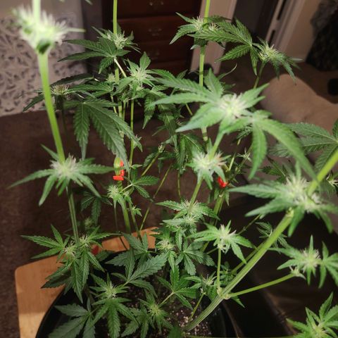 Gorilla Runtz growlog timeline photo