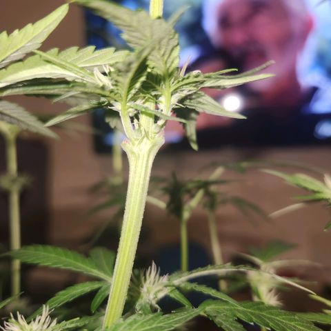 Gorilla Runtz growlog timeline photo
