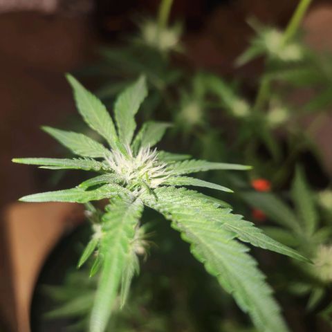 Gorilla Runtz growlog timeline photo