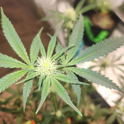 White Heat growlog timeline photo