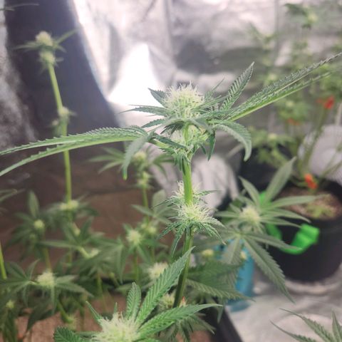 White Heat growlog timeline photo