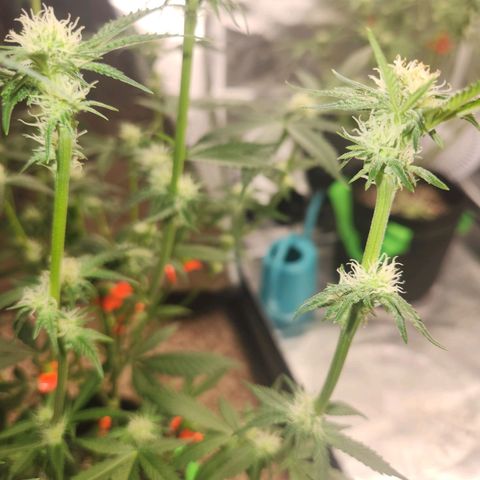 White Heat growlog timeline photo