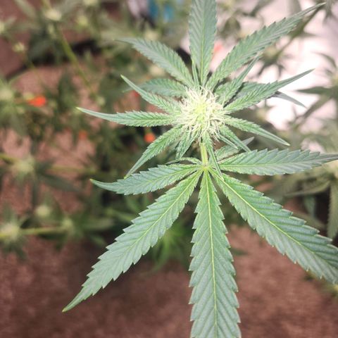White Heat growlog timeline photo