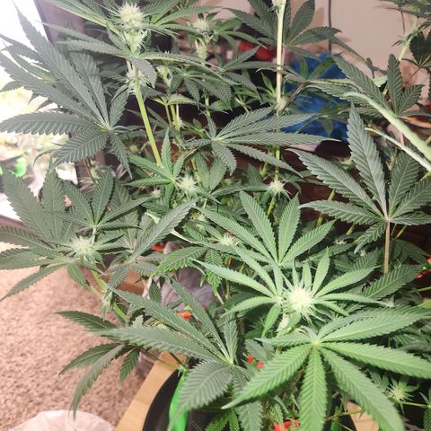 White Heat growlog timeline photo