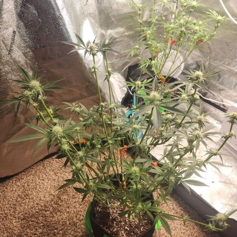 White Heat growlog timeline photo