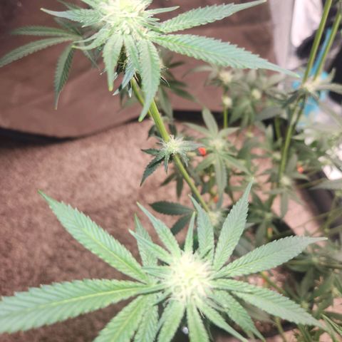White Heat growlog timeline photo