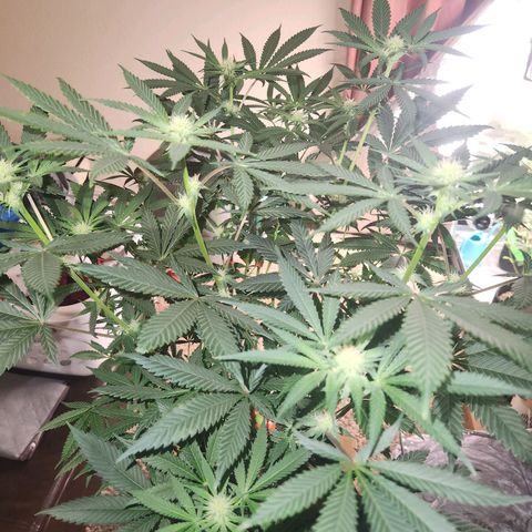 White Heat growlog timeline photo