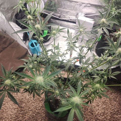 White Heat growlog timeline photo