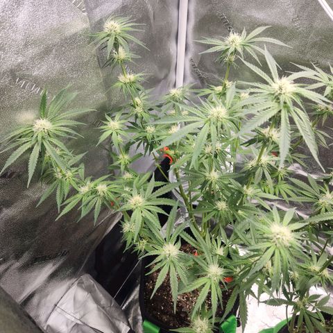 Sour Patch Kiss growlog timeline photo