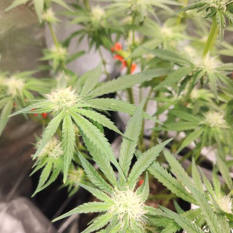 Sour Patch Kiss growlog timeline photo