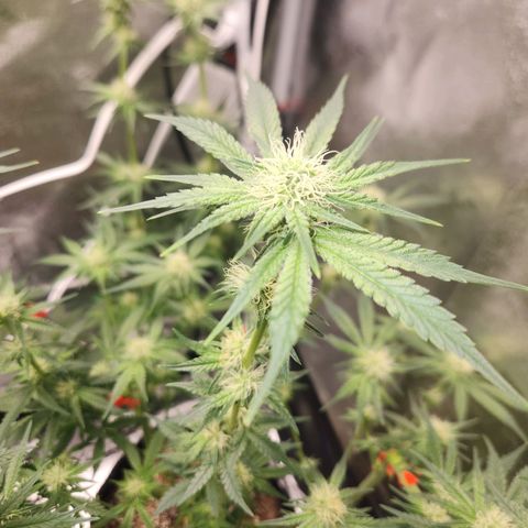 Sour Patch Kiss growlog timeline photo