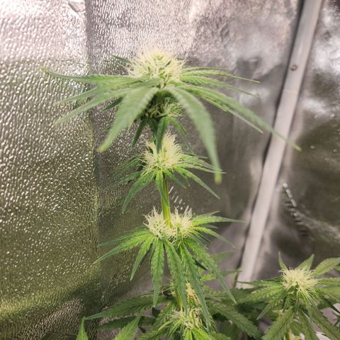 Sour Patch Kiss growlog timeline photo