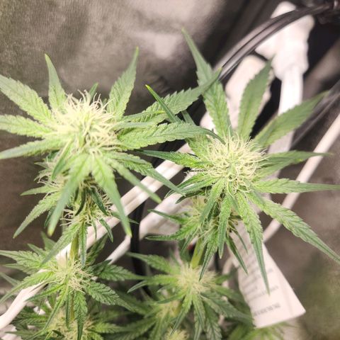Sour Patch Kiss growlog timeline photo