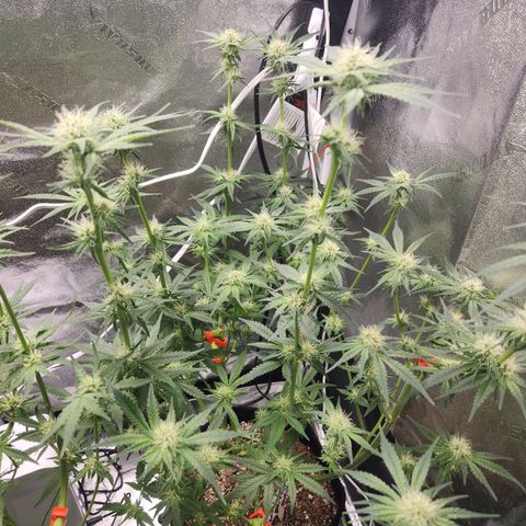Sour Patch Kiss growlog timeline photo