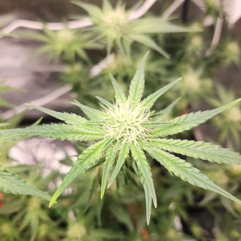 Sour Patch Kiss growlog timeline photo