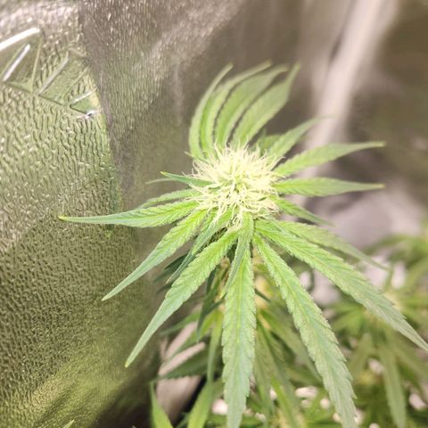 Sour Patch Kiss growlog timeline photo