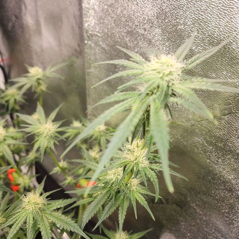 Sour Patch Kiss growlog timeline photo