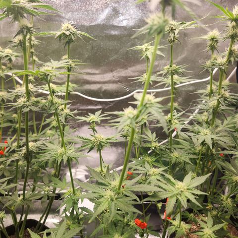 Gorilla Runtz growlog timeline photo
