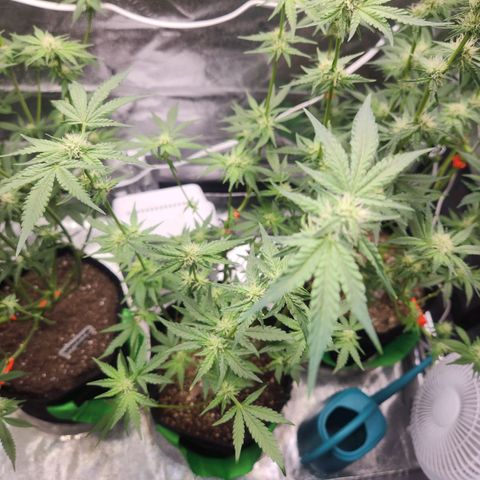 Gorilla Runtz growlog timeline photo