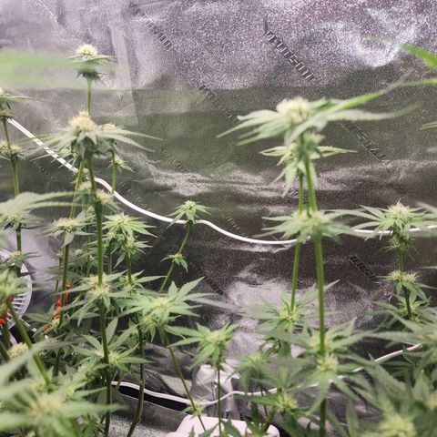 Gorilla Runtz growlog timeline photo