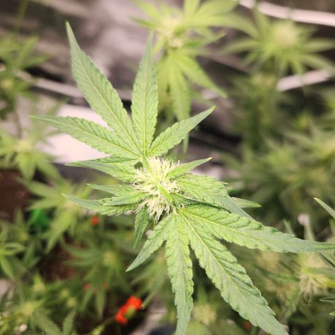 Gorilla Runtz growlog timeline photo