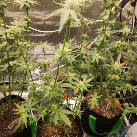 Gorilla Runtz growlog timeline photo