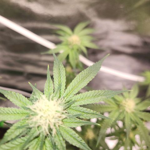 White Heat growlog timeline photo