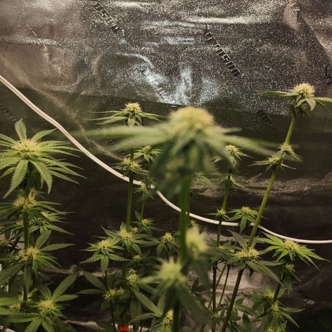 White Heat growlog timeline photo