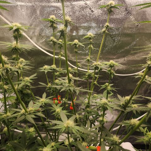 White Heat growlog timeline photo