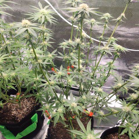 White Heat growlog timeline photo