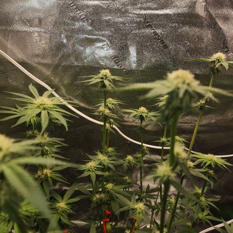 White Heat growlog timeline photo