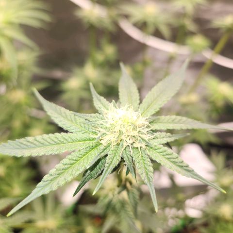 White Heat growlog timeline photo