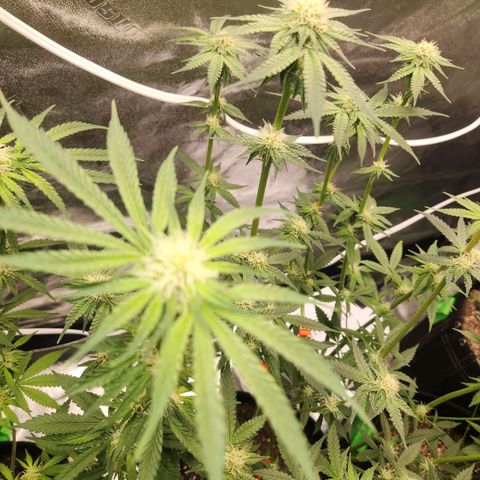 White Heat growlog timeline photo