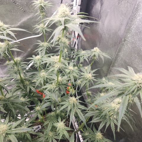 Sour Patch Kiss growlog timeline photo