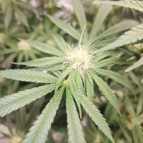 Sour Patch Kiss growlog timeline photo
