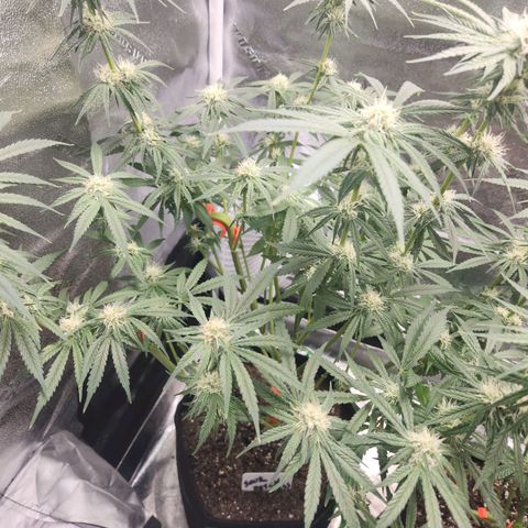 Sour Patch Kiss growlog timeline photo