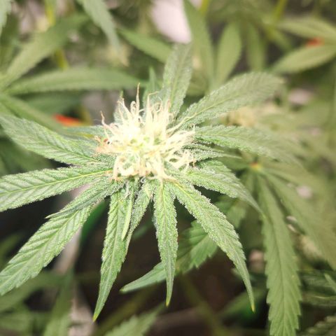 Sour Patch Kiss growlog timeline photo