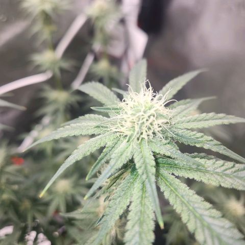 Sour Patch Kiss growlog timeline photo