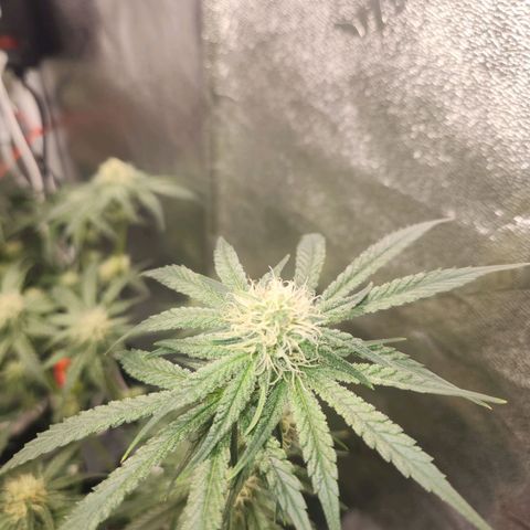 Sour Patch Kiss growlog timeline photo