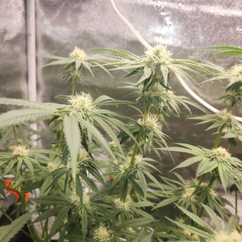 Sour Patch Kiss growlog timeline photo