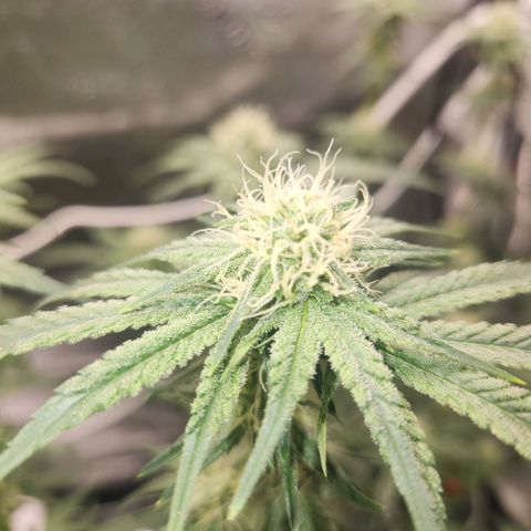 Sour Patch Kiss growlog timeline photo