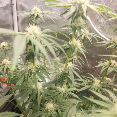 Sour Patch Kiss growlog timeline photo