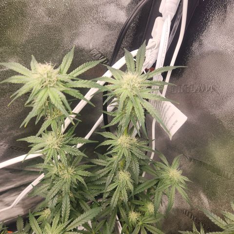 Sour Patch Kiss growlog timeline photo